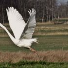 Silberreiher (Ardea alba)...