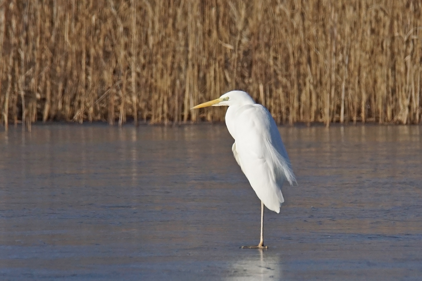 Silberreiher (Ardea alba)