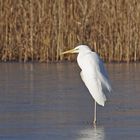 Silberreiher (Ardea alba)