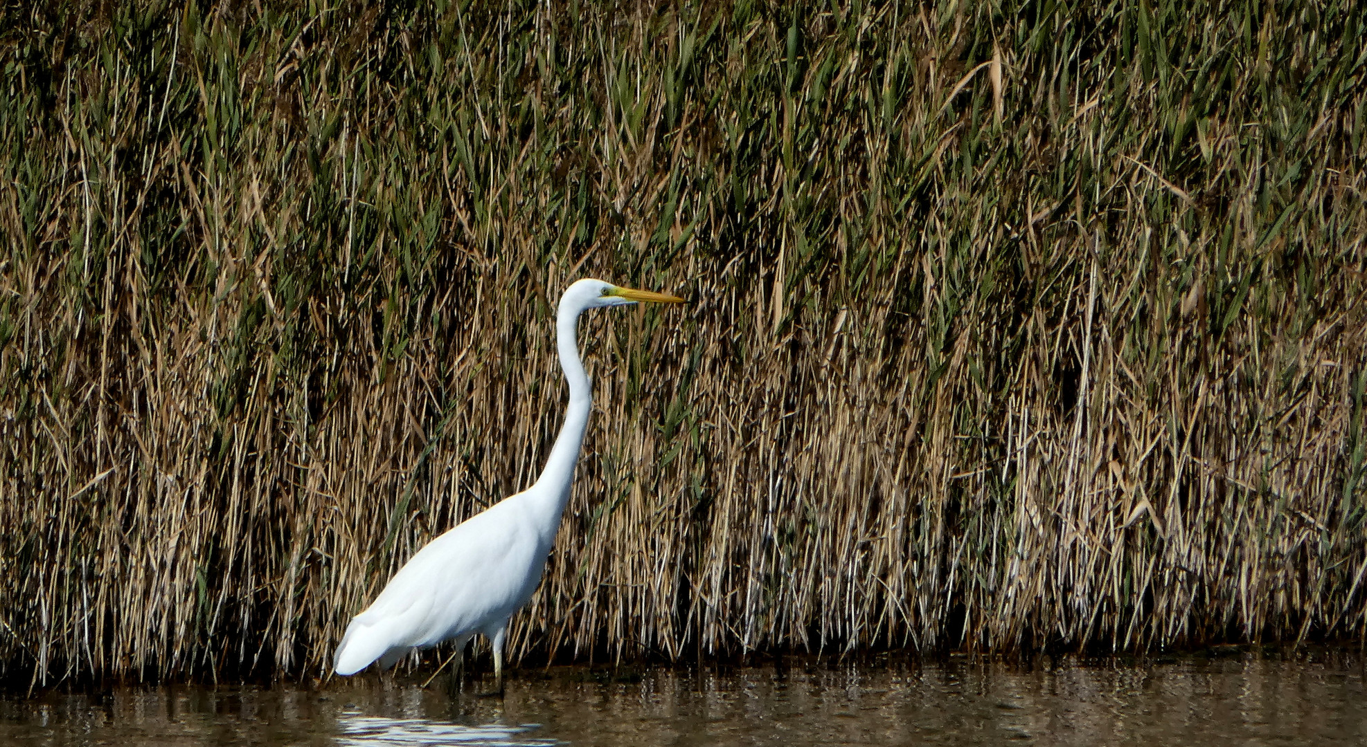 Silberreiher (Ardea alba)...