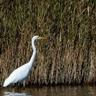 Silberreiher (Ardea alba)...