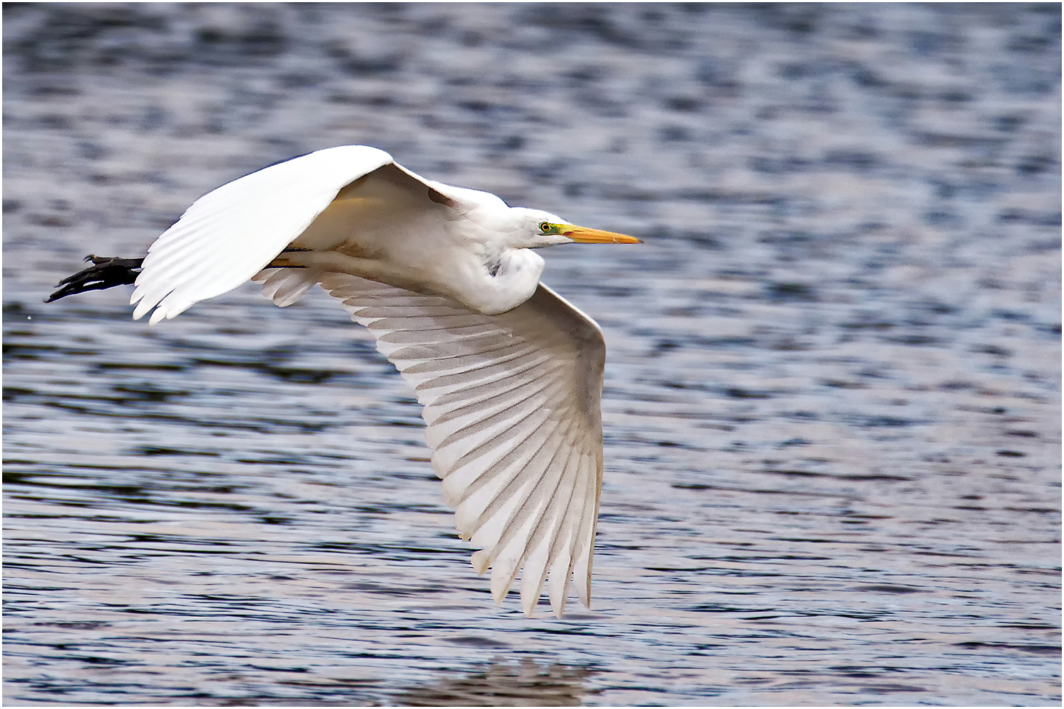 Silberreiher (Ardea alba)