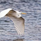 Silberreiher (Ardea alba)