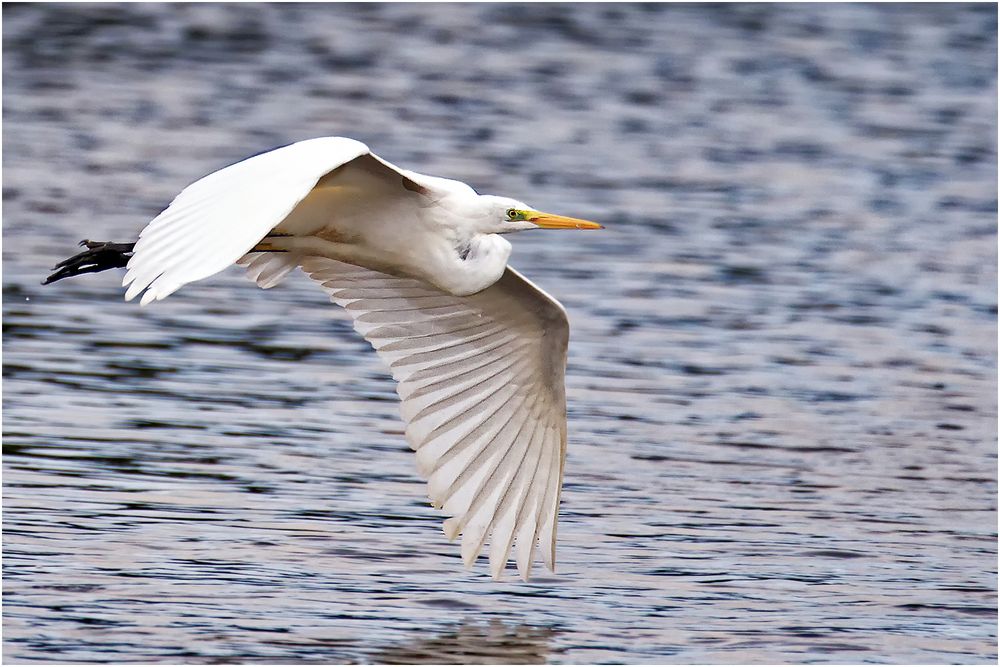 Silberreiher (Ardea alba)