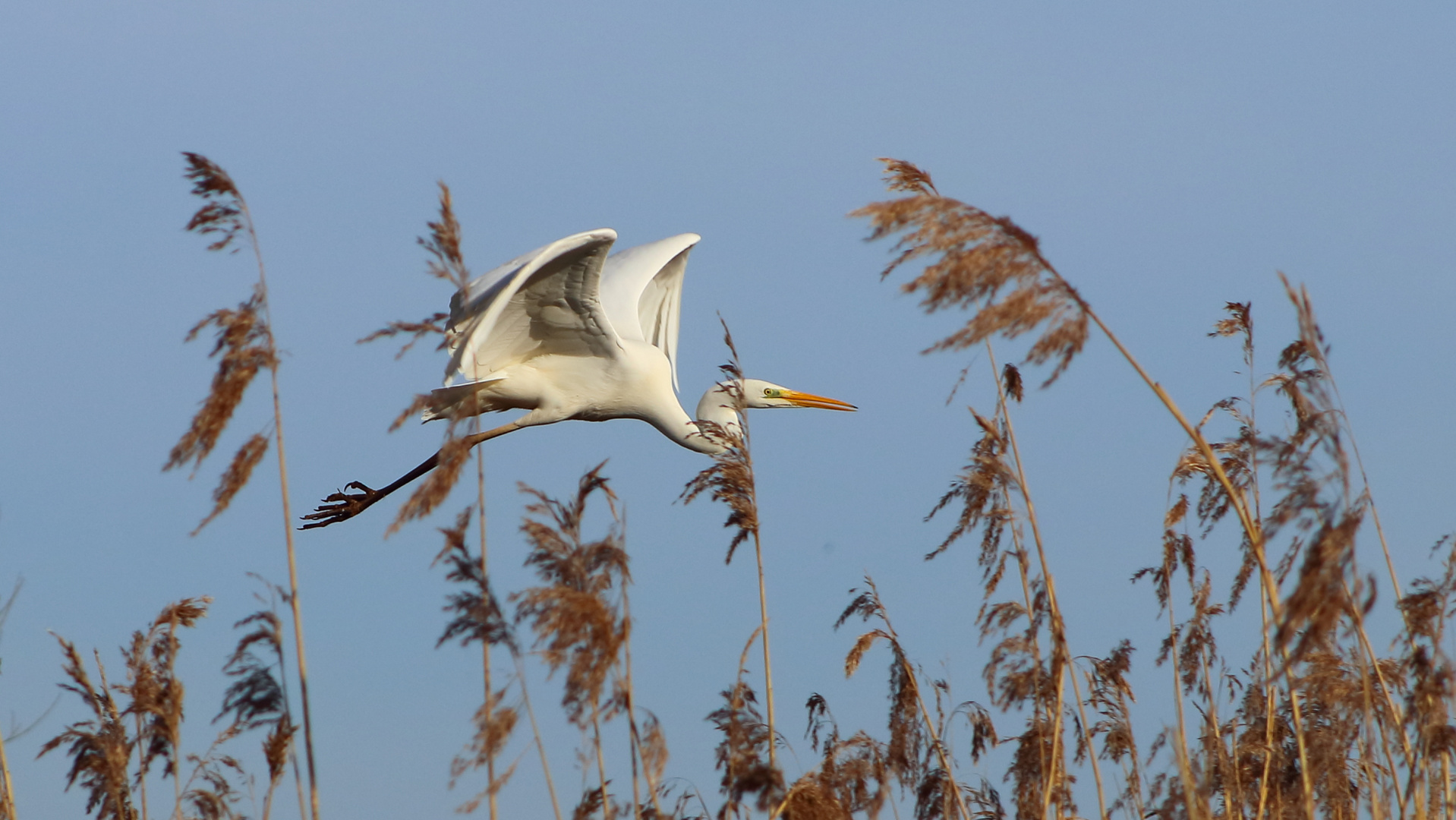 Silberreiher (Ardea alba)