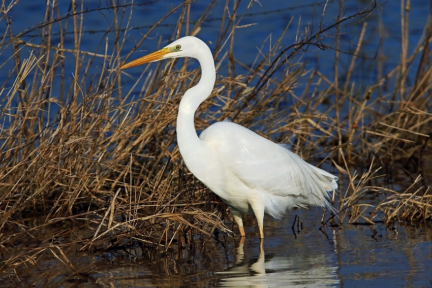 Silberreiher (Ardea alba)