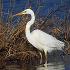 Silberreiher (Ardea alba)