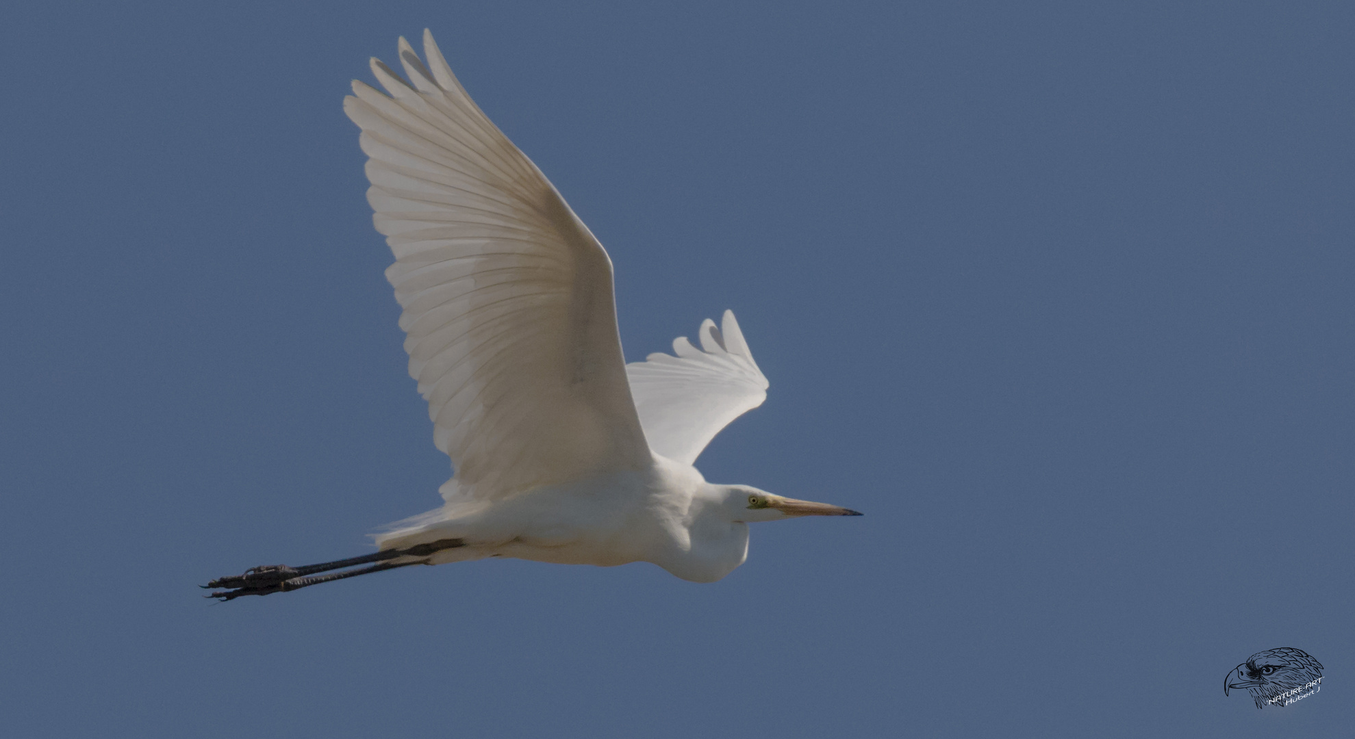 Silberreiher (Ardea alba)