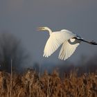 Silberreiher (Ardea alba)