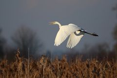 Silberreiher (Ardea alba)