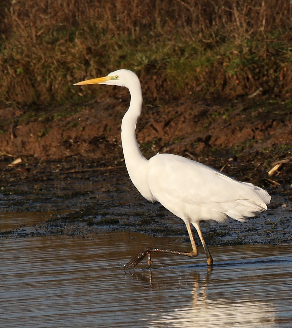 Silberreiher [Ardea alba]