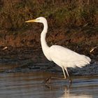 Silberreiher [Ardea alba]