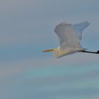 Silberreiher (Ardea alba)