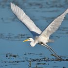 Silberreiher (Ardea alba)