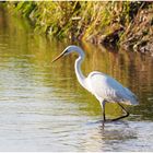 Silberreiher (Ardea alba)