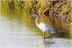 Silberreiher (Ardea alba)