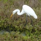 Silberreiher  -  Ardea alba