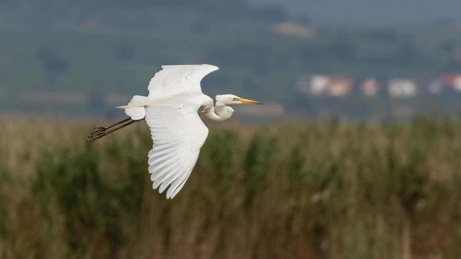 Silberreiher (Ardea alba)