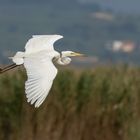 Silberreiher (Ardea alba)