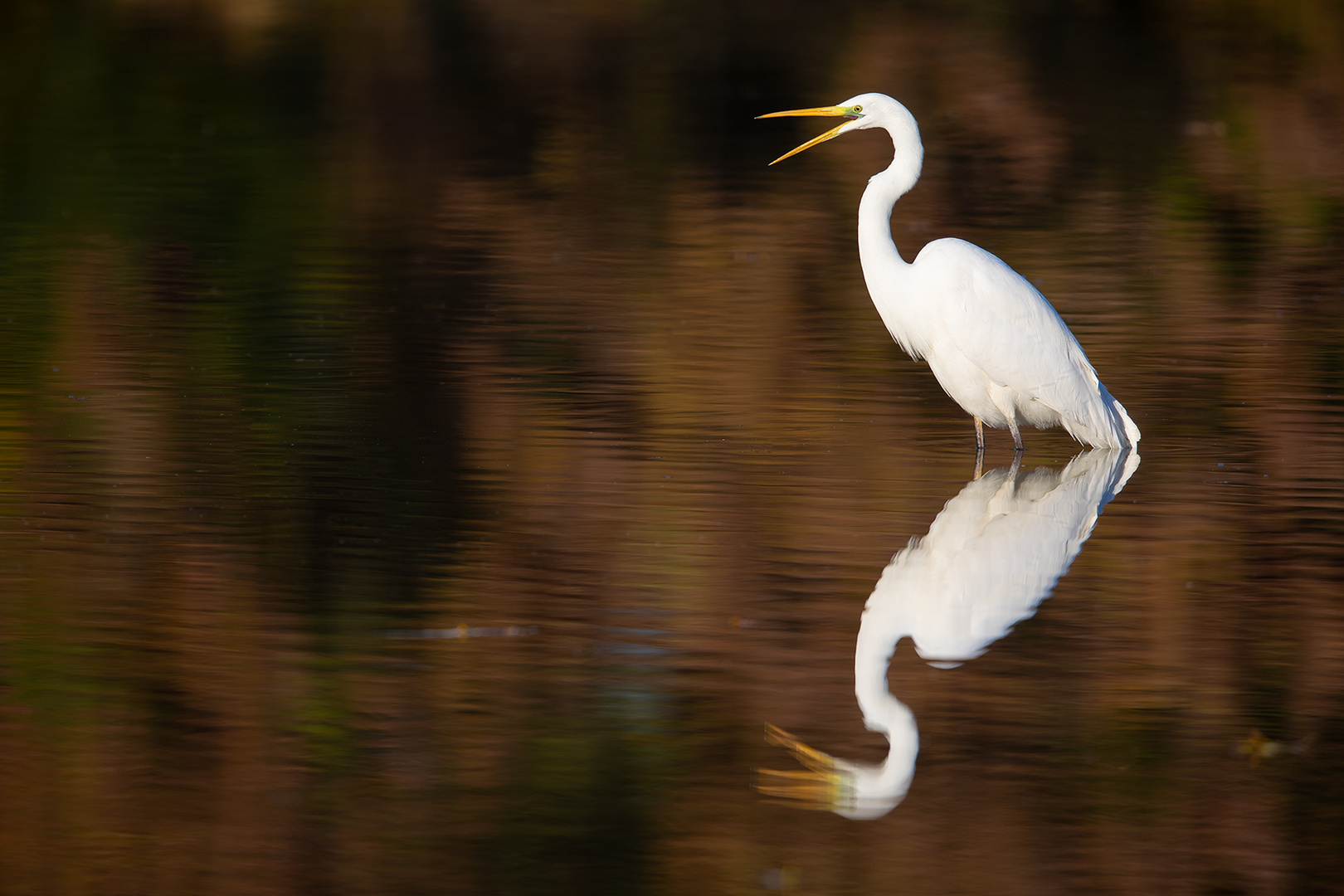 Silberreiher (Ardea alba)