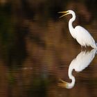 Silberreiher (Ardea alba)