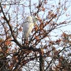 Silberreiher (Ardea alba)