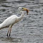 Silberreiher (Ardea alba)