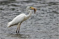 Silberreiher (Ardea alba)