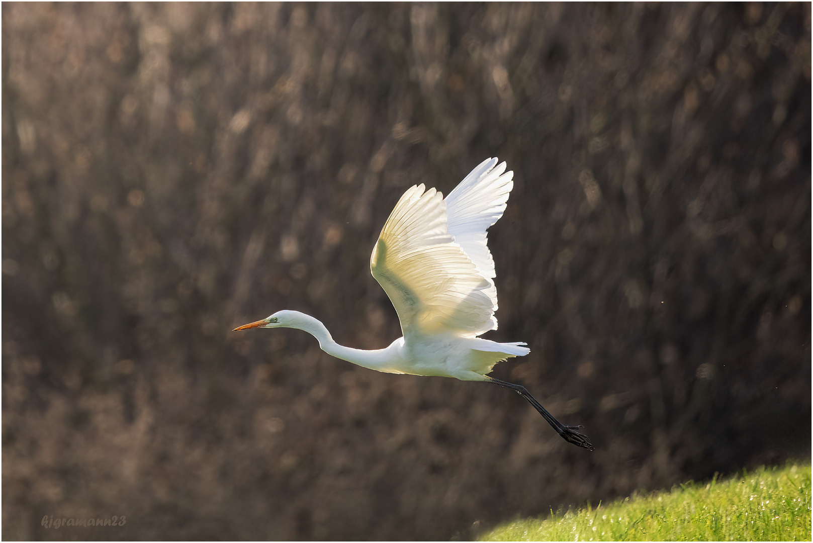 silberreiher (ardea alba) ...