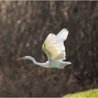 silberreiher (ardea alba) ...