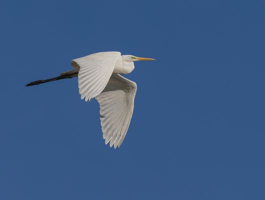Silberreiher (Ardea alba)