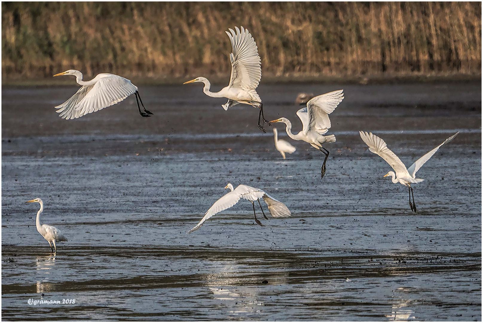 silberreiher (ardea alba).....