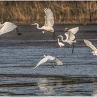 silberreiher (ardea alba).....