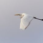 Silberreiher (Ardea alba)