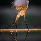 Silberreiher (Ardea alba)