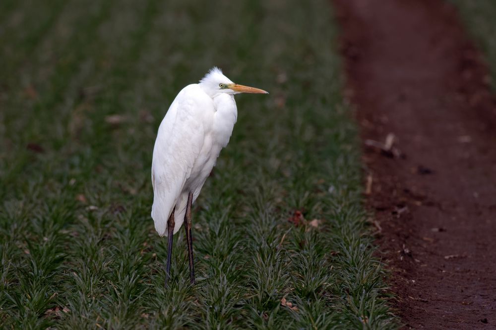 Silberreiher (Ardea alba) am Morgen