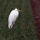 Silberreiher (Ardea alba) am Morgen