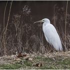 Silberreiher (Ardea alba)