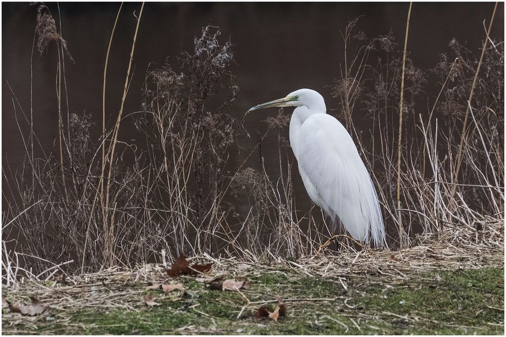 Silberreiher (Ardea alba)