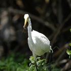 Silberreiher (Ardea Alba) beim Frühstück