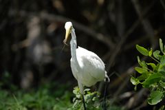 Silberreiher (Ardea Alba) beim Frühstück