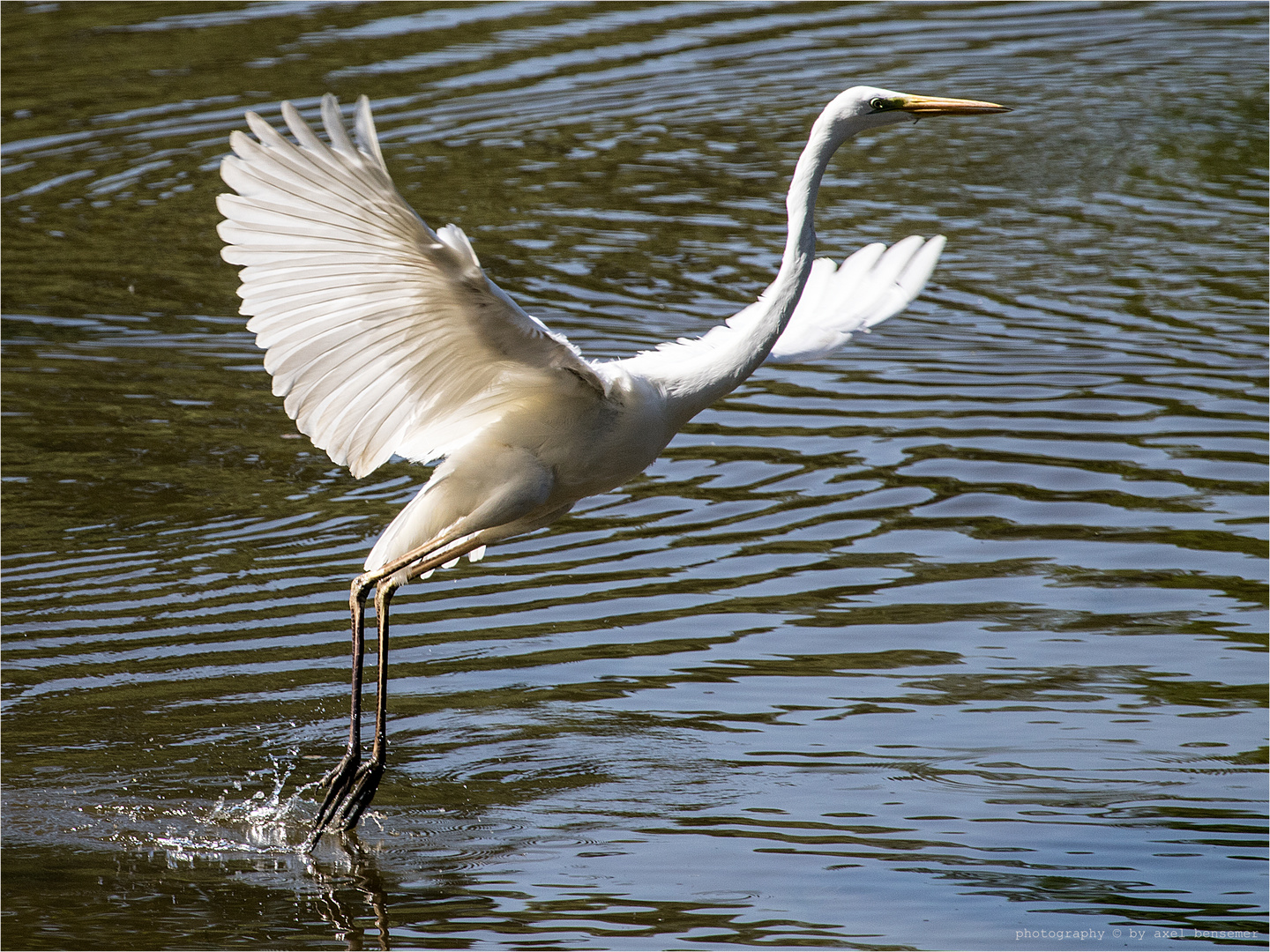 Silberreiher (Ardea alba) beim Start