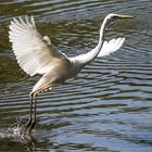 Silberreiher (Ardea alba) beim Start