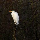 Silberreiher (Ardea alba)