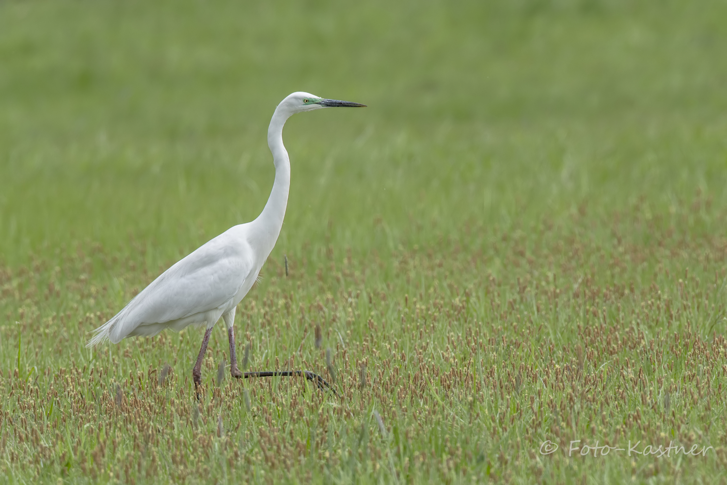 Silberreiher (Ardea alba)