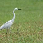 Silberreiher (Ardea alba)