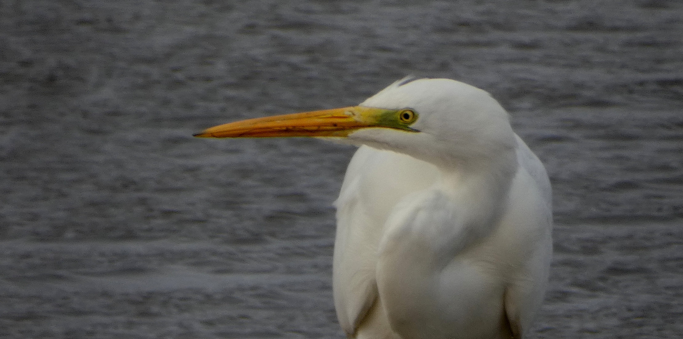 Silberreiher (Ardea alba)