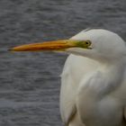 Silberreiher (Ardea alba)