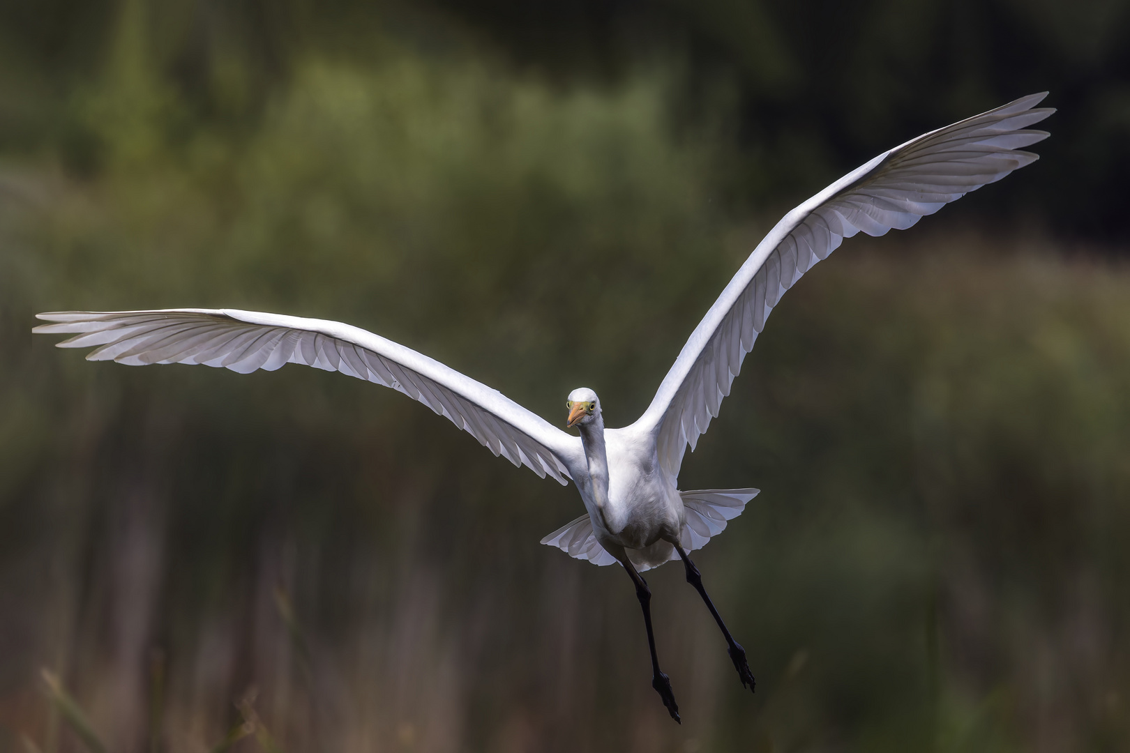  Silberreiher (Ardea alba) 