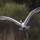  Silberreiher (Ardea alba) 